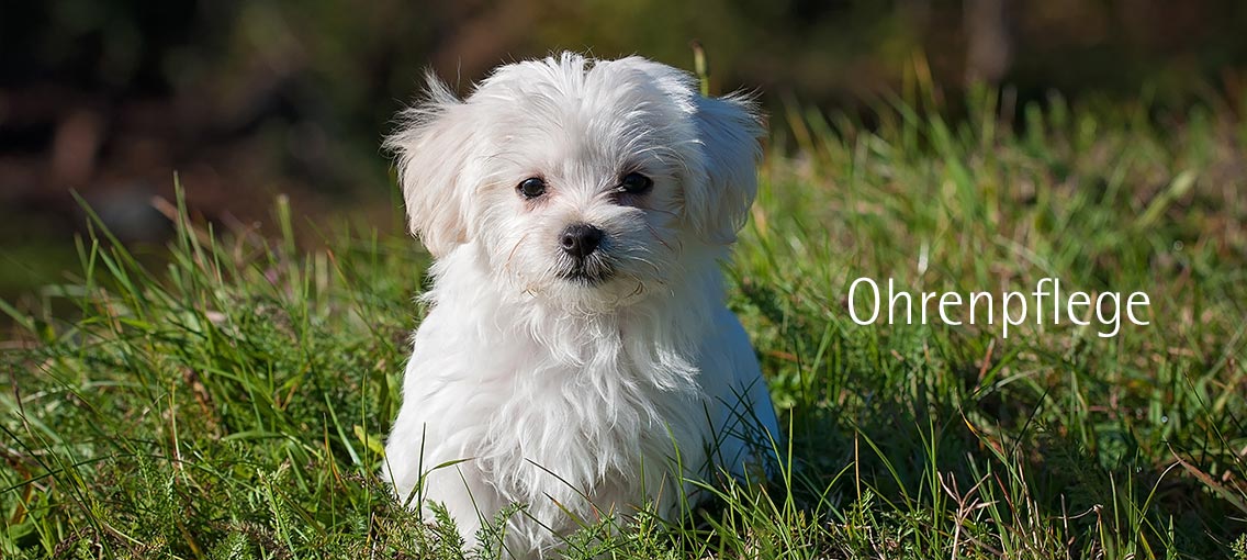 Hundesalon Doggystyle - Ohrenpflege für Hunde