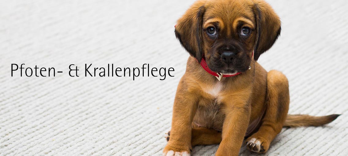 Hundesalon Doggystyle - Pfoten und Krallenpflege für Hunde