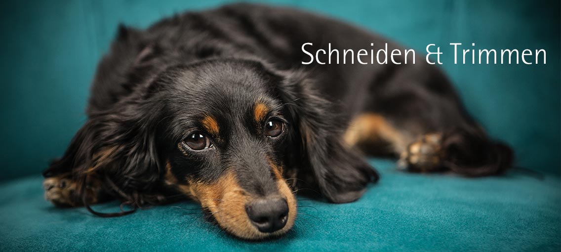 Hundesalon Doggystyle - Schneiden und Trimmen